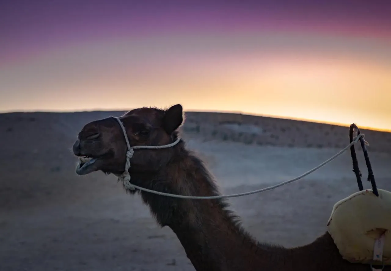 Camp Cameleon Hotel Marrakesh